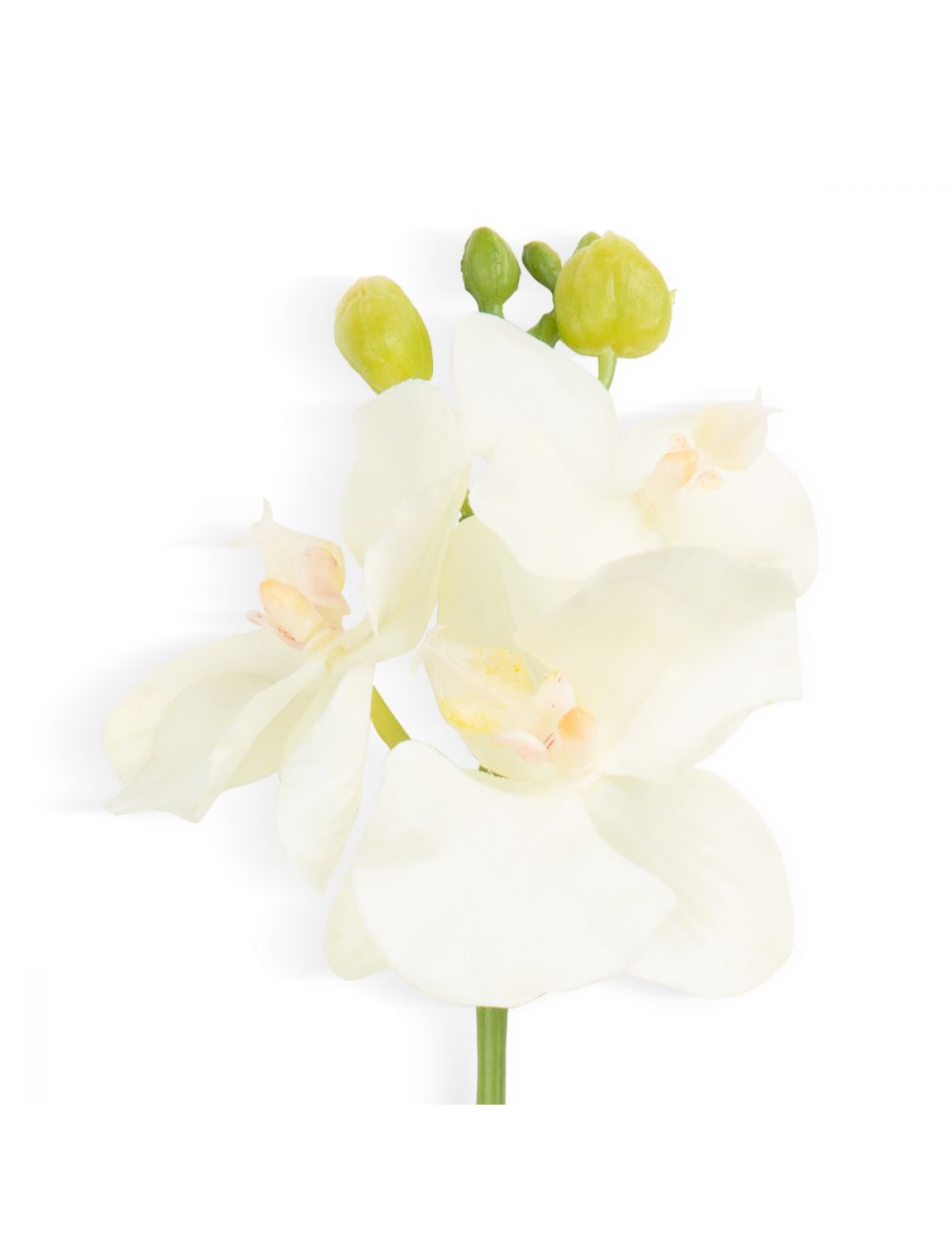 Phal Orchid Stem